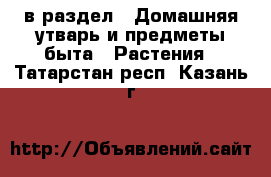  в раздел : Домашняя утварь и предметы быта » Растения . Татарстан респ.,Казань г.